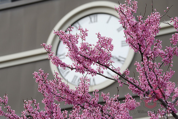 25.04.11 JLB Spring Blooms 25