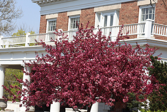 25.04.11 JLB Spring Blooms 29