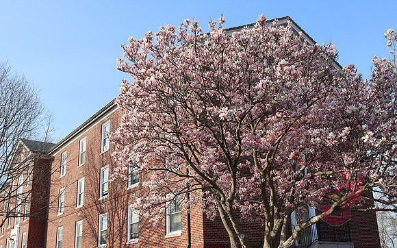 25.04.11 JLB Spring Blooms 21