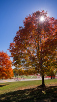 23.10.20 JLB Fall Foliage 1