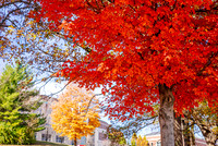 22.11.1 JLB Fall Foliage 4