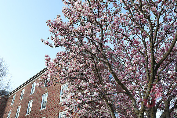 25.04.11 JLB Spring Blooms 20
