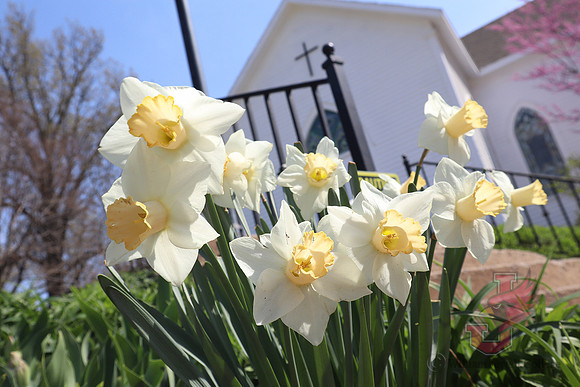 25.04.11 JLB Spring Blooms 6