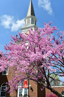 25.04.11 JLB Spring Blooms 19