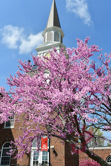 25.04.11 JLB Spring Blooms 19