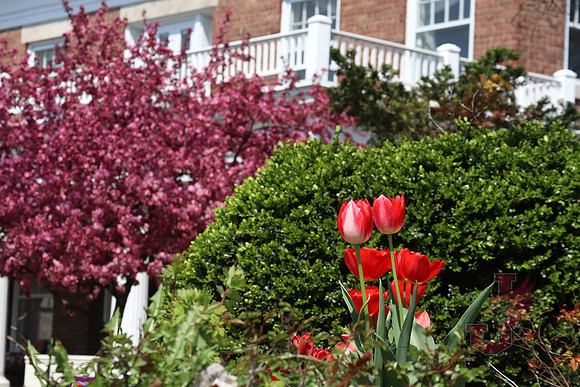 25.04.11 JLB Spring Blooms 28