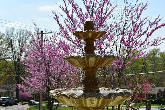 25.04.11 JLB Spring Blooms 4