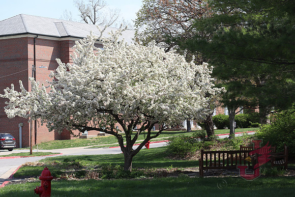 25.04.11 JLB Spring Blooms 32
