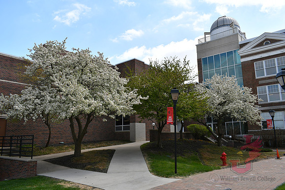 25.04.11 JLB Spring Blooms 12