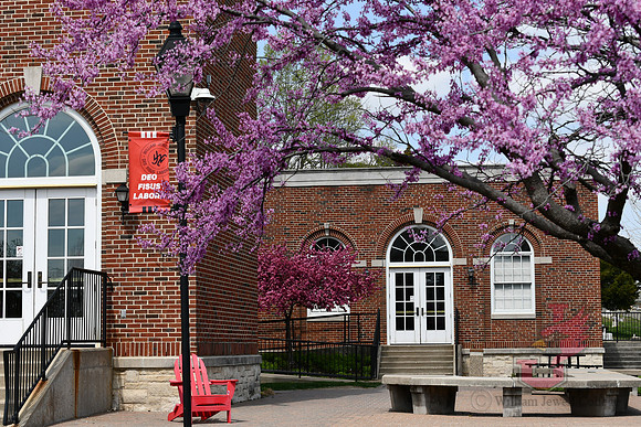 25.04.11 JLB Spring Blooms 11